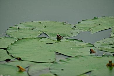 开罗游戏《哆啦A梦的铜锣烧物语》预告片发布 2024年上线